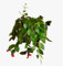 Aeschynanthus Mona Lisa in 11cm Pot - Lipstick Plant Red Flowers