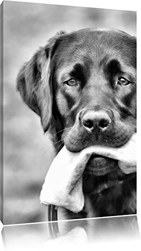 Pixxprint schwarzer Labrador mit Spielzeug, Größe: 60x40cm, Leinwandbild, fertig gespannt, Wandbild, Dekoration, Kunstdruck, kein Poster