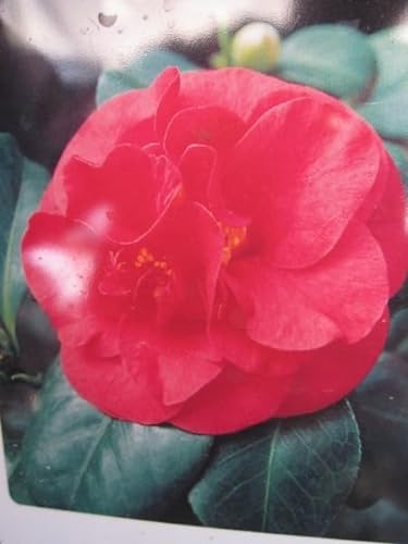 Camellia japonica Lady Campbell - Japanische Kamelie Lady Campbell