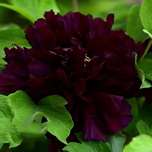 1 pcs pfingstrosen pflanzen kaufen zwiebeln - pflanzen deko frühlingsblumen zwiebeln pfingstrose, kräutergarten blumenzwiebeln winterhart pflanztopf pflanze geschenke für ältere menschen