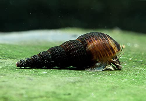 Garnelen Turmdeckelschnecken Mix - Bodenpflege - Aquarium Schnecken - Bodenpflege Trupp, Menge:6 STK.