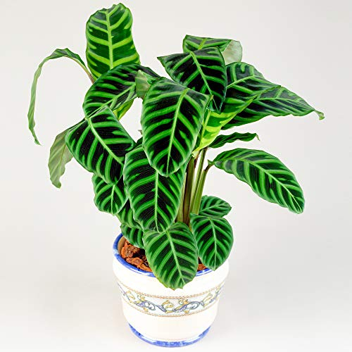 30-40 cm Calathea Zebrina Plante Zébrée | Parfaite pour la Maison ou le Bureau