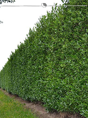Kirschlorbeer Caucasica 180-200 cm IM TOPF. 15 grüne Heckenpflanzen. Lorbeerhecke