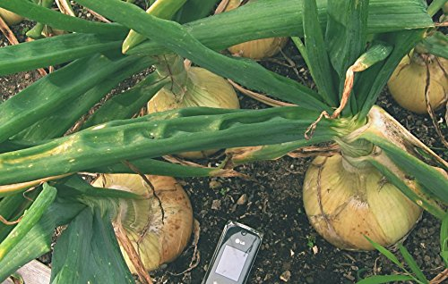 RWS 1000 semillas de cebolla gigante Ailsa Craig 'exposición', alrededor de 1,5 kg de peso cosecha posible