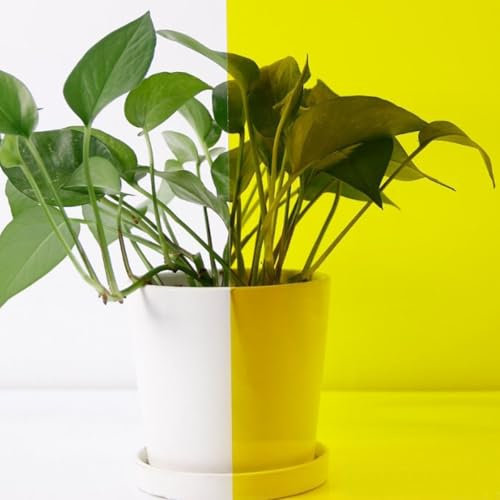 ACESOME Sichtschutzfolie Fenster, Fensterfolie Transluzent Folie Für Fenster Fensterfolie Buntglas, Sonnenschutzfolie Selbstklebend Spiegelfolie Wärmeschutzfolie UV Schutzfolie (Gelb, 30 x 100 cm)