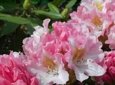 Rhododendron yakushimanum Bashful - Ball Rhododendron - 25-30cm