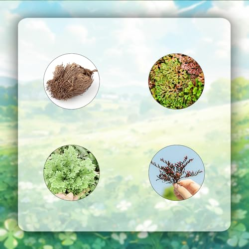 12 pcs rose von jericho echt zwiebeln gartenarbeit zimmerbonsai bonsai balkongarten Hydrokultur - Selaginella tamariscina - Seltene Pflanzen serie - pflanztöpfe winterharte stauden