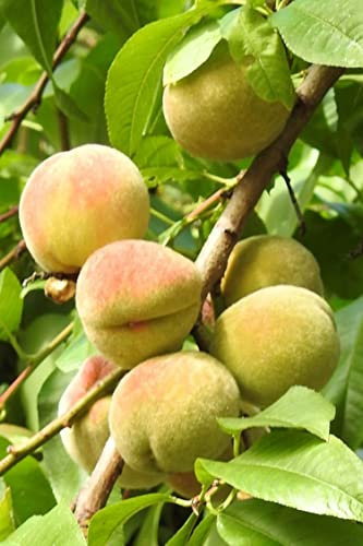 Albero di Pesco K2 pianta di pesco già innestata varietà K2 Età 2 anni pianta da frutto in vaso di pesca pianta vera di pesche venduta da eGarden.store