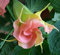 Portal Cool Las semillas del paquete: Rosa Brugmansia Suaveolens, 10 semillas frescas.Angel DE trompeta, fragante Patio de árboles