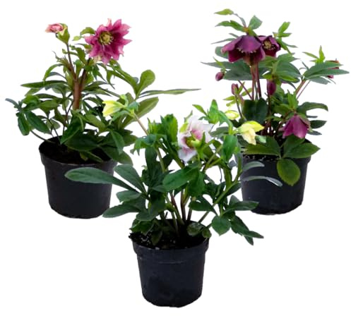 Plant in a Box - Helleborus Orientalis - Mezcla de 3 - Rosas de Navidad resistentes - Flores coloridas - Plantas de jardín - Maceta 12cm - Altura 20-30cm