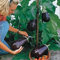Saterkali Semillas de berenjena imperial, 200 piezas Semillas de berenjena imperial Jardín vegetal nutritivo Plantación en el patio trasero Semillas De Berenjena