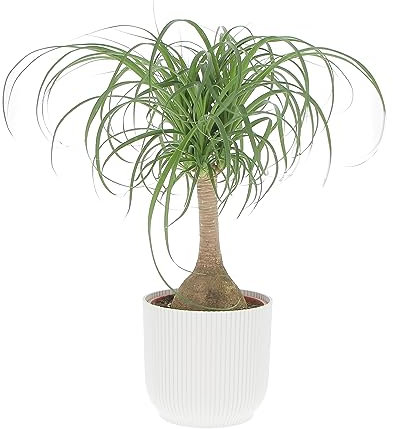 KENTIS - Nolina Beaucarnea Recurvata - Mangiafumo - Piante Vere da Interno Purifica Aria - Pianta da Appartamento - H 60-70 cm Vaso Ø 21 cm