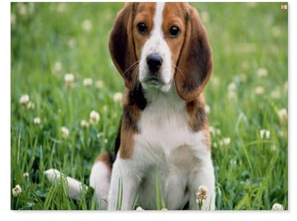 Jigsaw Puzzle 1000 Stück，Beagle，for Fun Adult Puzzle Toy（38x26cm）-B79