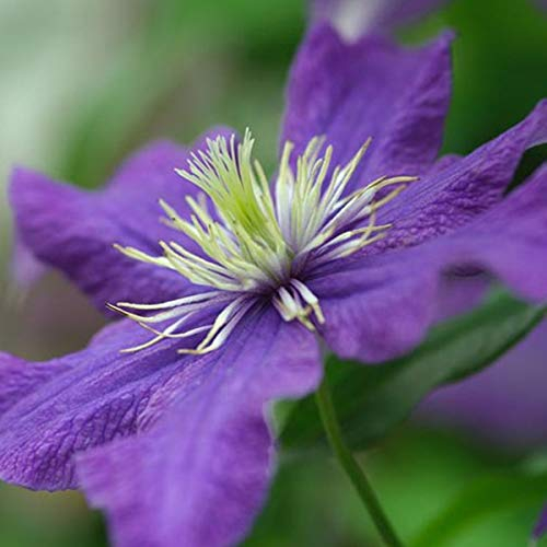 Clematis 'Rhapsody' - Waldrebe 50-60 cm Pflanzcontainer