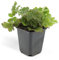 Immergrüner Bodendecker - Golderdbeere - Waldsteinia ternata - 9cm Topf - Set mit 20 Pflanzen