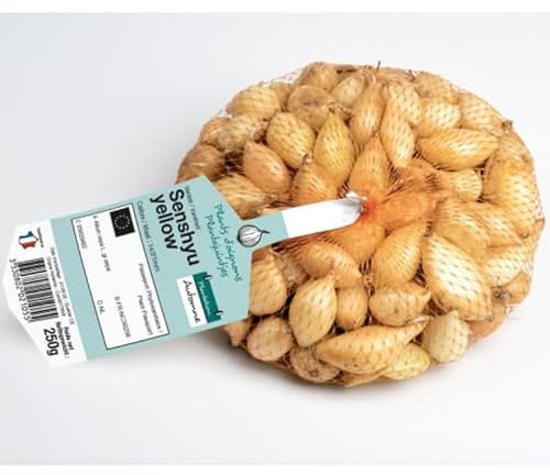 Shakespeare bulbes Oignons a repiquer 500 gr
