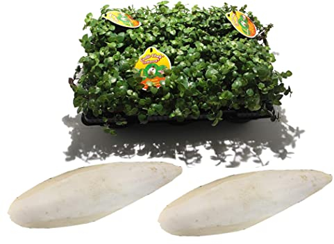 Golliwoog (Callisia repens) - Futterpflanze für Bartagamen, Vögel, Meerschweinchen, ect. (6 STK. + 2 STK. Sepiale)