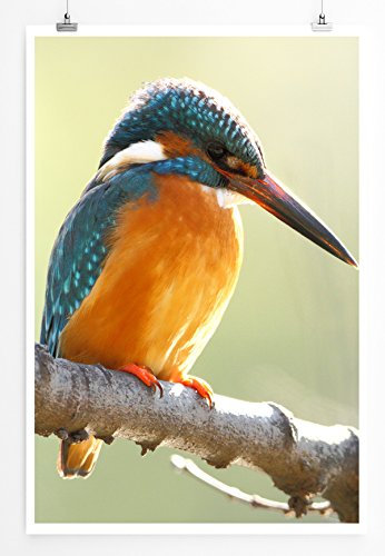 Eau Zone Home Bild - Tierbilder – Schöner Eisvogel auf AST- Poster Fotodruck in höchster Qualität