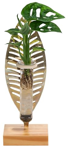 Dehner Waterplant Fensterblatt Verona, Monstera adansonii, Wasserpflanze im Reagenzglas, Ø 3 cm, Höhe 25 cm, Zimmerpflanze