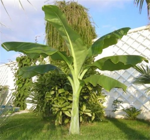 Ensete glaucum Banane Niemals! halbfarbig