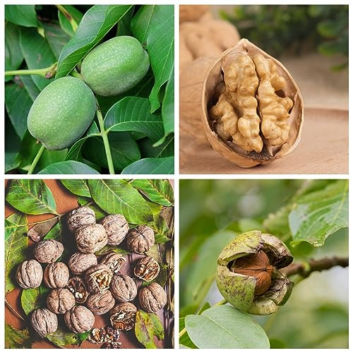 8 pcs Walnussbaum Samen, Juglans regia, pflanzensamen bonsai baum bonsai samen luftreinigende zimmerpflanzen zimmerbonsai bonsai grünpflanzen zimmerpflanzen winterharte pflanzen für