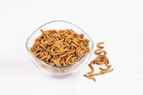 ENTAVA Mehlwürmer 1 kg, lebend, frisch, Vogelfutter, Fischfutter, Igelfutter, Reptilienfutter (Futterinsekten vom Hersteller aus Deutschland)