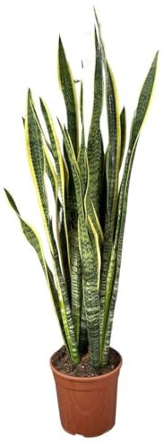 Sansevieria Laurentii Extra Altezza 120 cm - Pianta VERA Unica nel Suo Genere con vaso da 24 cm di diametro - Foglie con Bordi Dorati - Decorazione d'Interni di Grande Impatto - Facile Manutenzione