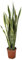 Sansevieria Laurentii Extra Altezza 120 cm - Pianta VERA Unica nel Suo Genere con vaso da 24 cm di diametro - Foglie con Bordi Dorati - Decorazione d'Interni di Grande Impatto - Facile Manutenzione