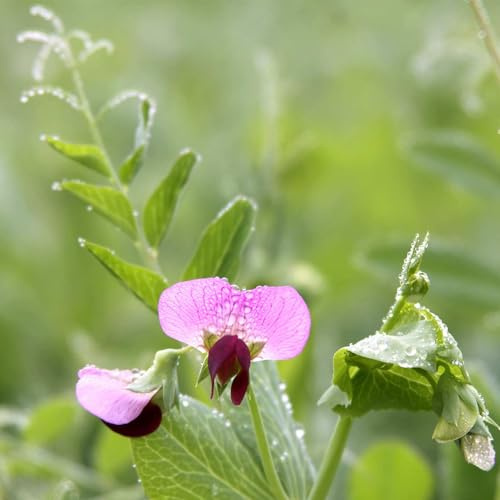 Austrian Field Pea Cover Crop Seed 1 Lb ~3,568 Seeds – Nitrogen-Fixing Cold Hardy Legume | Winter Annual Green Manure | Soil Builder for Fall Planting | Non-GMO Heirloom