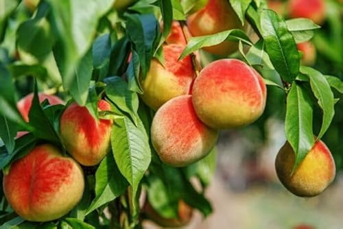1st. Pfirsichbaum Roter Weinbergpfirsich 120-150cm im Topf Obstbaum Prunus persica, aromatisch & saftig-süß – hohe Erträge, robuste historische Sorte – winterhart