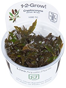 Tropica Cryptocoryne wendtii Mi Oya 1-2-Grow Tissue Culture In Vitro Live Aquarium Plant Shrimp Safe & Snail Free