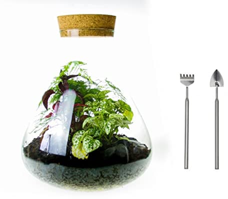 Complete Terrarium Kit with 3 Real Plants and Tool Set - Medium Angular Glass Bottle Closed Terrarium Design - 10 Litre Size