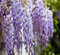 Nuovi semi freschi di glicine viola da 30 pezzi