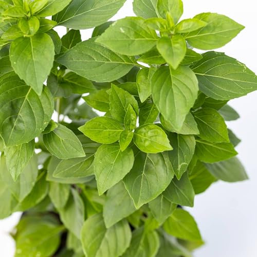 Pianta vera di Basilico Coldasil - Diametro Vaso Ø 13 cm