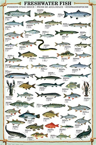 Close Up Freshwater Fish Kunstdruck Süsswasserfische (61cm x 91,5cm)