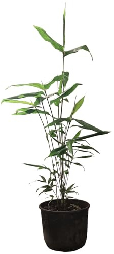 Bambus Phyllostachys pubescens edulis - Moso - Riesenbambus Pflanze | Wuchshöhe: Diese Bambussorte kann in Deutschland eine Höhe von +10 Meter erreichen