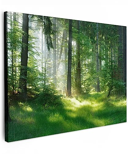 MuchoWow© Leinwände 80x60 cm Wall Decoration Bilder Schlafzimmer Deko Pictures Canvas Painting Wanddekoration Wohnzimmer Wandbilder Bild Wald - Natur - Bäume - Grün - Sonne - Gras - Pflanzen