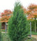 Leyland Zypresse Typ 2001 100-125cm - Cupressocyparis Leylandii - Gartenpflanze