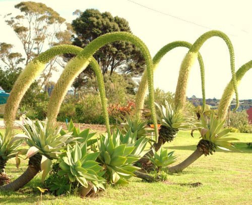 Agave attenuata Agave Spineless Aloe Garden Rare Succulent Plant Seed 100 SEEDS: Only Seeds