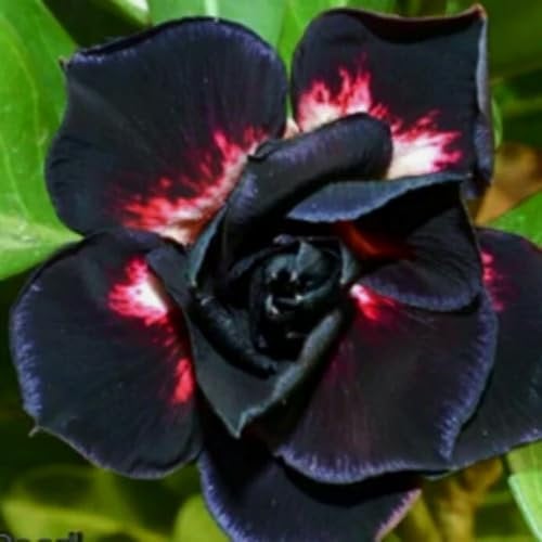Rosa del deserto pianta-Fiori da balcone,Regali per il giardinaggio,Principianti -B-1 bulbi