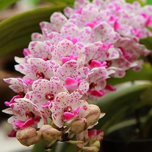 Cymbidium Orchid bulbi,Orchidea del cymbidium,perenni,Ambiente paesaggistico,Decorazione del giardino,cymbidium pianta vera(non fiori artificiali)-3 bulbi-O
