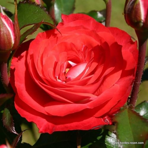 2 x Rose - Rosa 'Planten un Blomen' syn. 'Stad Nieuwpoort' Topf 25-30 cm - Tiefroten Blüten und außergewöhnlicher Resistenz