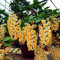 Cymbidium Bulbos,cymbidium orchidee,orquídeas Bulbos,Bulbos de Phalaenopsis,bulbos De orquidea cymbidium,Plantas Aromáticas de Cymbidium,Orquídeas Plant,decoración de jardines.-3bulbos-I