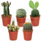 Cactus Mixtos - 5 Plantas - Hogar/Oficina Planta de Interior Viva en Maceta - Regalo Ideal