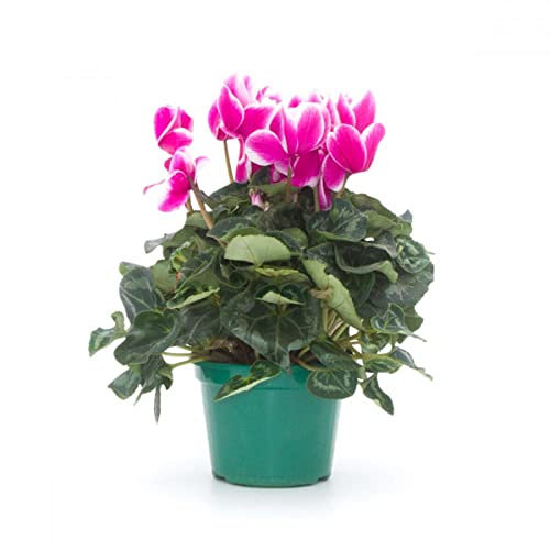 Violeta de los Alpes PREMIUM Planta Natural con Flores de Colores