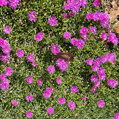 Delosperma cooperi von Intragarten | Stauden Mittagsblume im Topf gewachsen | Polster bildender, winterharter Bodendecker