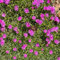 Delosperma cooperi von Intragarten | Stauden Mittagsblume im Topf gewachsen | Polster bildender, winterharter Bodendecker
