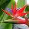 50 pcs strelitzie samen (Strelitzia reginae) - stauden winterhart, kübelpflanzen winterhart Paradiesvogelblume blumen pflanzen, ostergeschenke blumen für balkon, bio saatgut blüten,