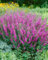 Lythrum virgatum 'Rose Queen' ca. 11x11 cm Topf - Blutweiderich, rosafarbene Blüten, Blütezeit Juli-September, ideal für feuchte Standorte, bienenfreundlich, pflegeleicht