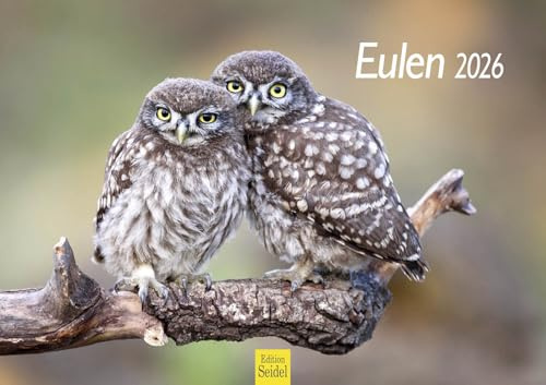 Edition Seidel Premium Kalender Eulen 2026 Format DIN A3 Wandkalender Tierwelt Eulenkalender Vogelkalender Eule Uhu Vogel Wildvogel